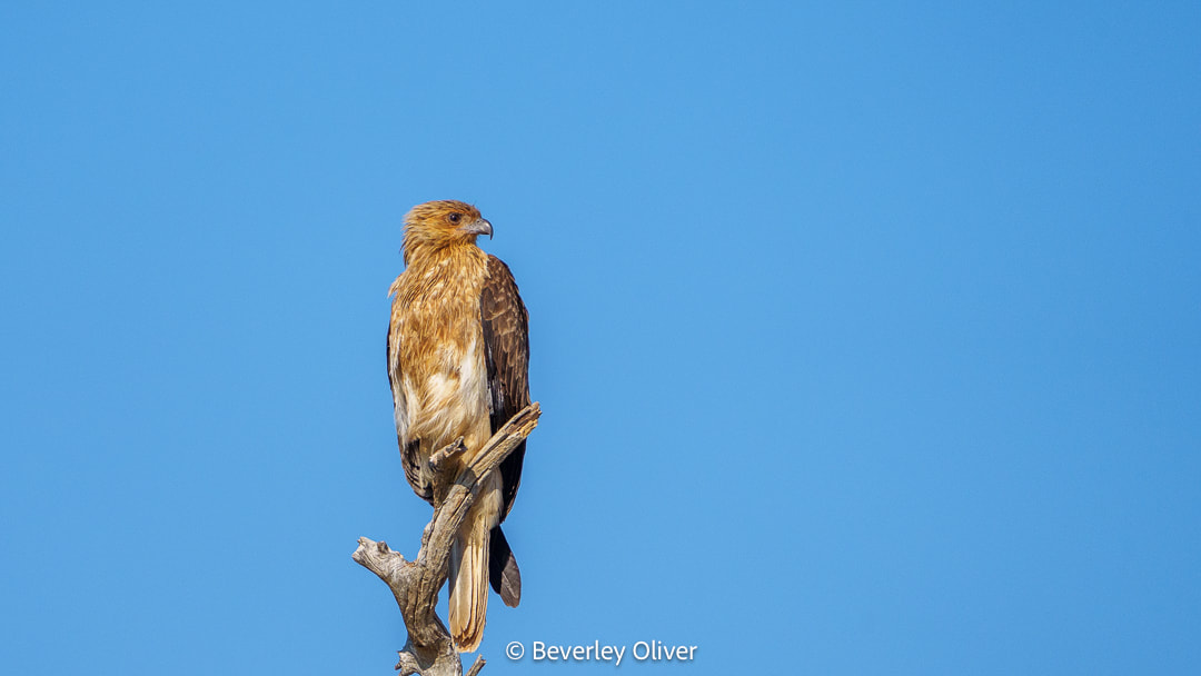 A hawk perched on a branch against a clear blue sky.