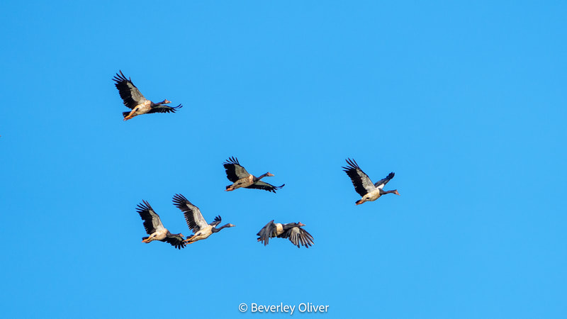 A group of six birds in flight against a bright blue sky.
