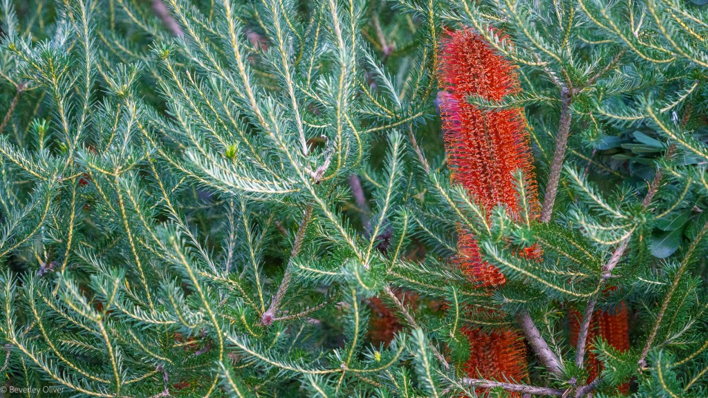 Close-up of green, spiky foliage with vibrant red flower spikes emerging among the leaves.