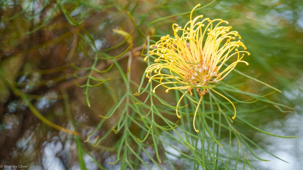 Close-up of a yellow flower with long, thin petals surrounded by green leafy branches.