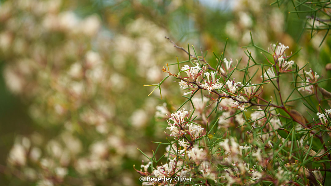 Close-up of pink and white flowering plants with green, spiky leaves against a blurred background.