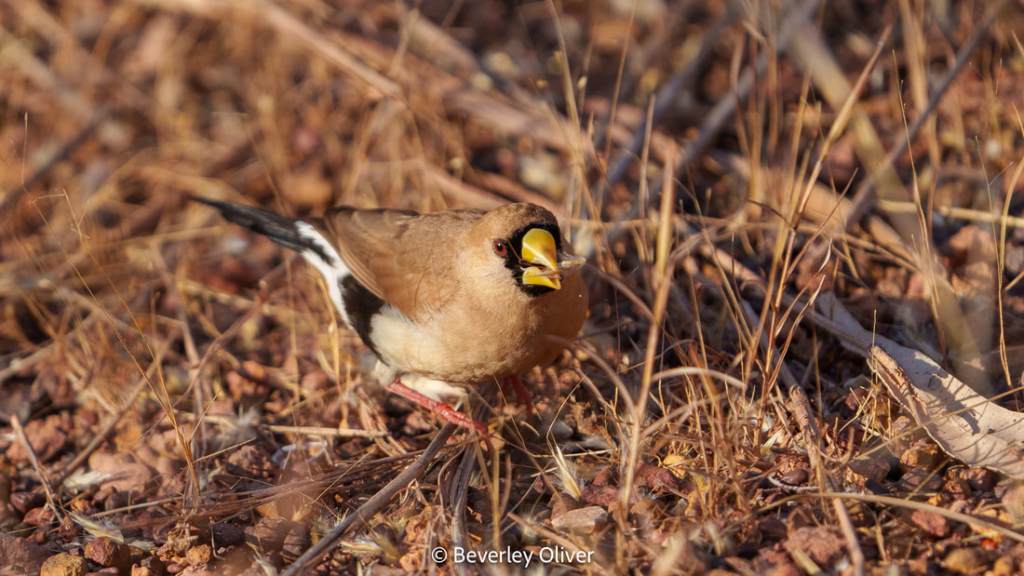 A close-up of a brown bird with a yellow beak and black and white wings, standing on the ground among dry grass and small stones.
