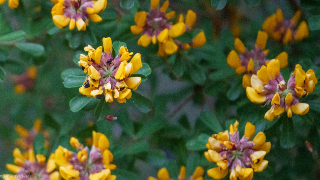 Close-up view of yellow and purple flowers with green leaves in the background.