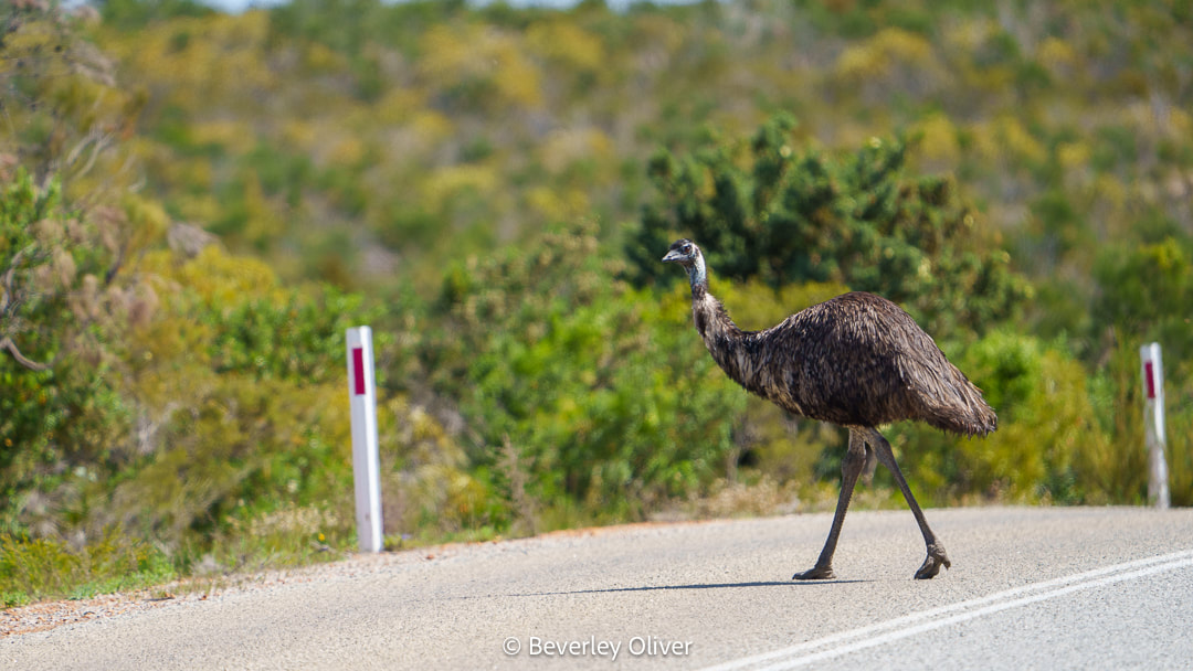 An emu walking across a rural road, with greenery and shrubs in the background.