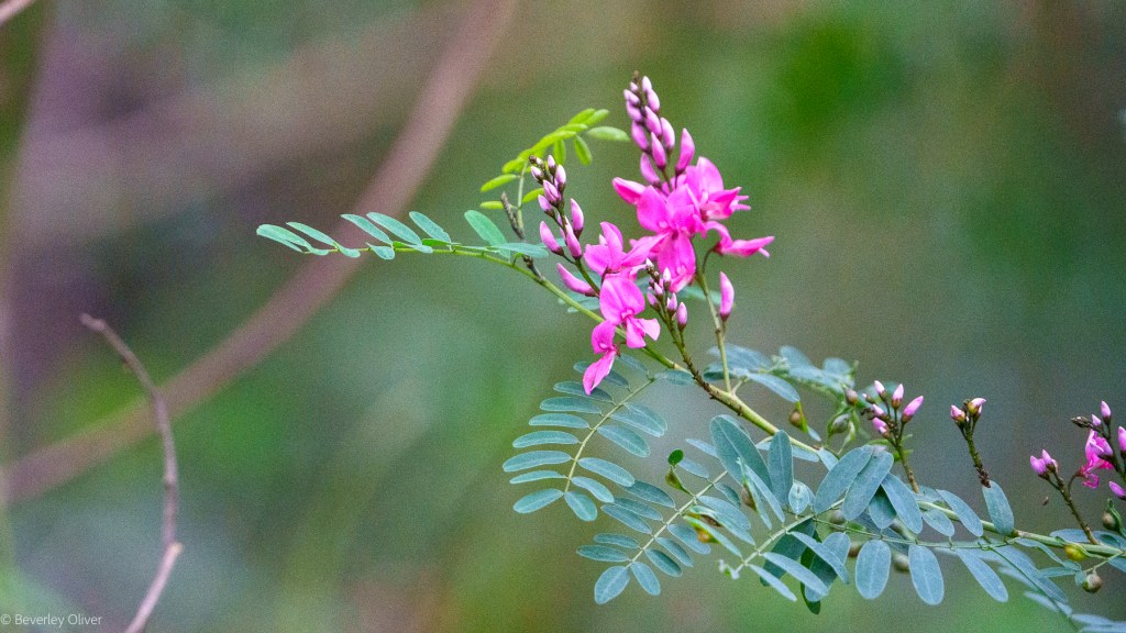 A close-up of pink flowers with green leaves against a blurred natural background.