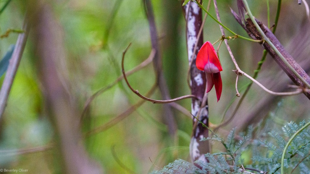 A vibrant red flower hanging from thin branches, surrounded by green foliage.