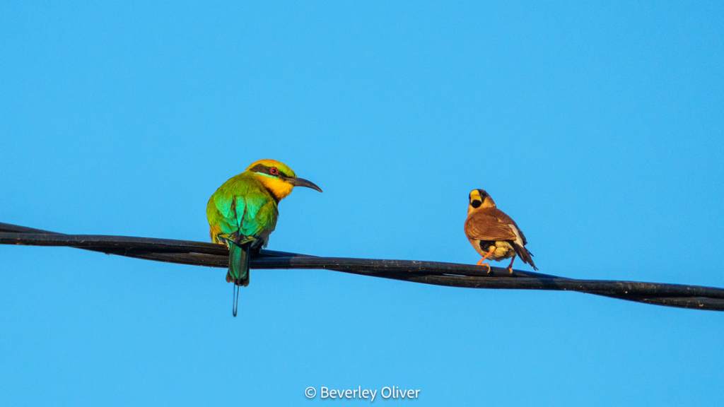 A vibrant green bird with a yellow throat sitting on a power line next to a brown and yellow bird against a clear blue sky.