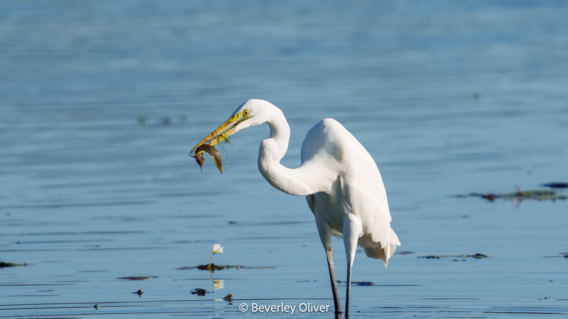 A great egret standing in shallow water, holding a small fish in its beak against a blurred blue background.