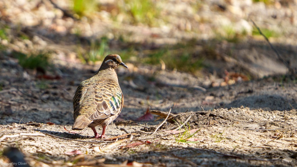 A bird standing on the ground with green and brown plumage, surrounded by scattered leaves and grass.