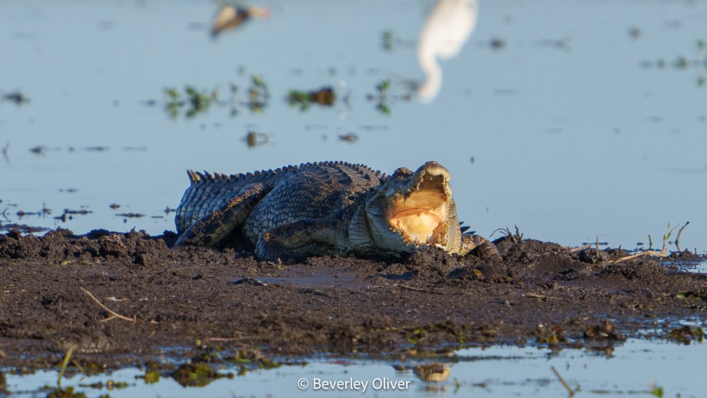 A crocodile with its mouth open, resting on muddy ground near water, with plants and blurred birds in the background.