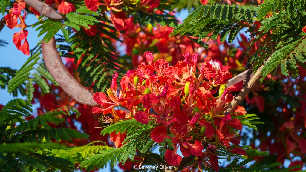 Vibrant red flowers and green leaves of a flowering plant, with a blue sky in the background.