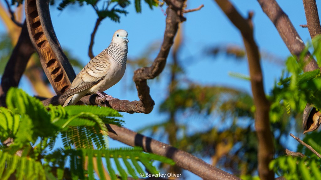 A close-up of a light-colored bird perched on a branch surrounded by green foliage, with a blue sky in the background.