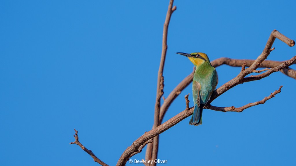 A colorful bird perched on a bare branch against a bright blue sky.