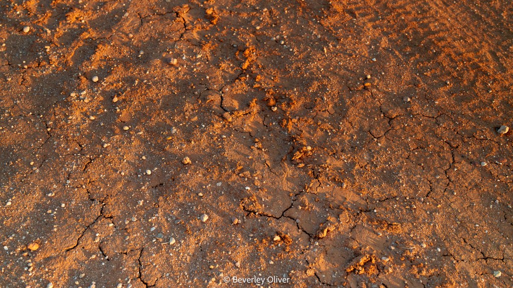 Close-up of dry, cracked earth with scattered pebbles and reddish-toned soil.