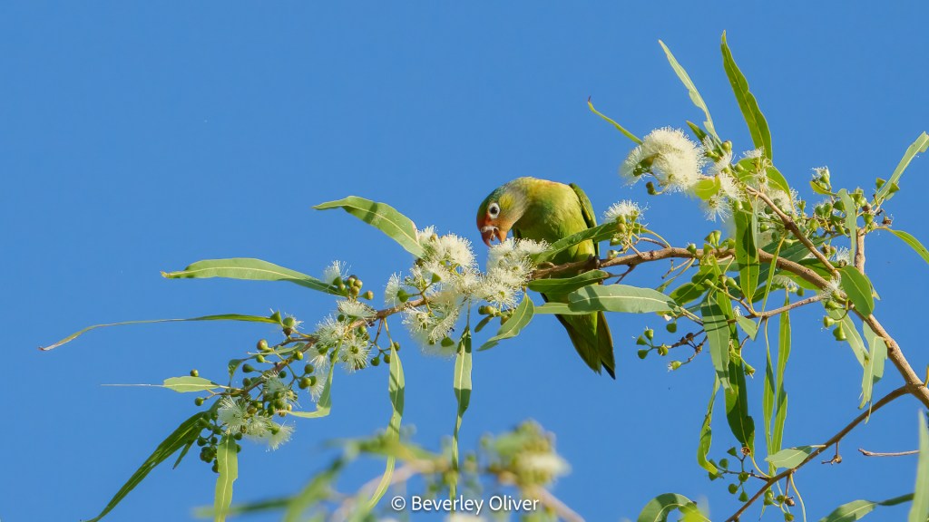 A green parrot perched on a branch, feeding on white flowers against a clear blue sky.