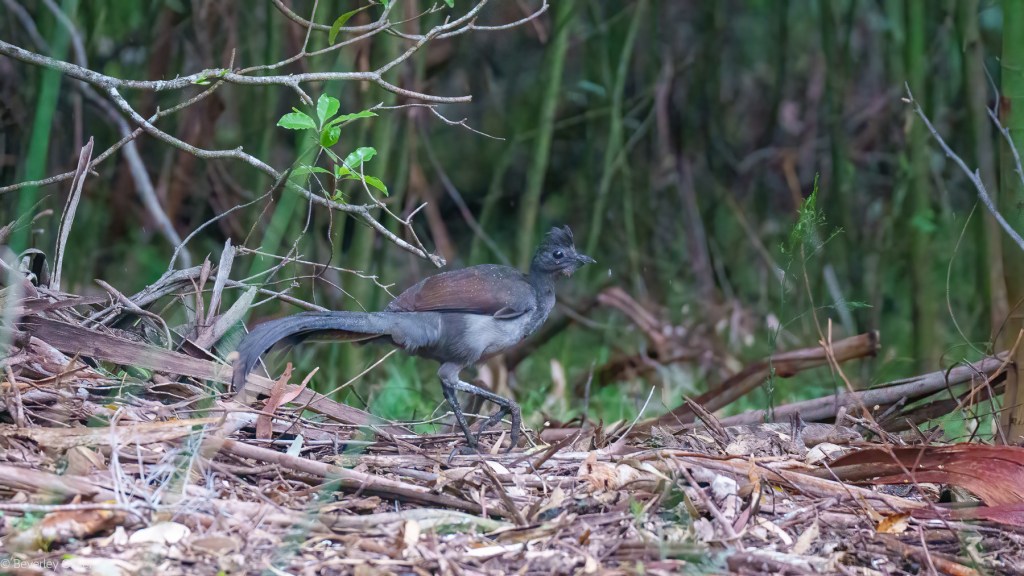 A bird with a distinctive crest and long tail, walking on the forest floor among twigs and leaves, surrounded by lush greenery.