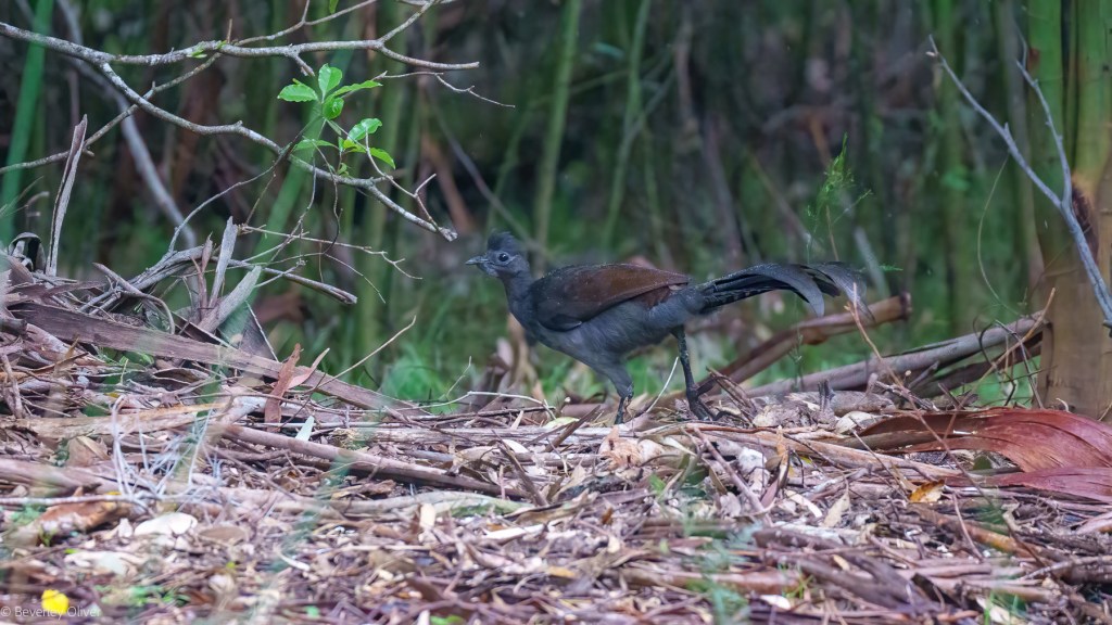 A bird with dark plumage and distinctive tail feathers walks through a forest floor covered in leaves and twigs, surrounded by greenery.