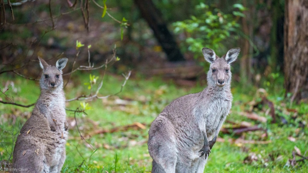 Two kangaroos standing in a grassy area with trees in the background.