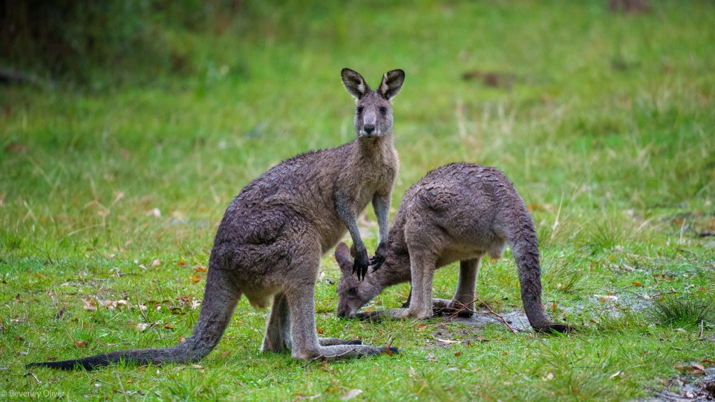 Three kangaroos in a grassy field, with one kangaroo standing and two others grazing.