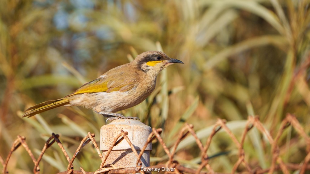 A bird perched on a post next to a rusty fence, surrounded by greenery.