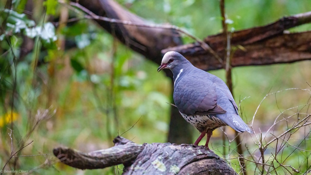 A blue-grey bird with a white collar and speckled belly perched on a log in a forested area.