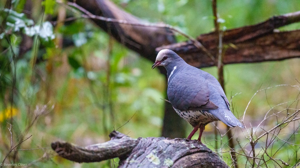 A gray bird with a distinct white marking near its neck, perched on a log in a lush green forest environment.
