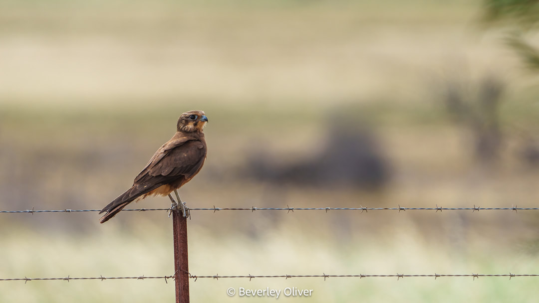 A brown bird perched on a barbed wire fence against a blurred green and brown background.
