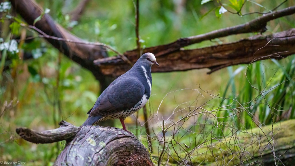 A bird standing on a log in a forest setting, surrounded by greenery and fallen branches.