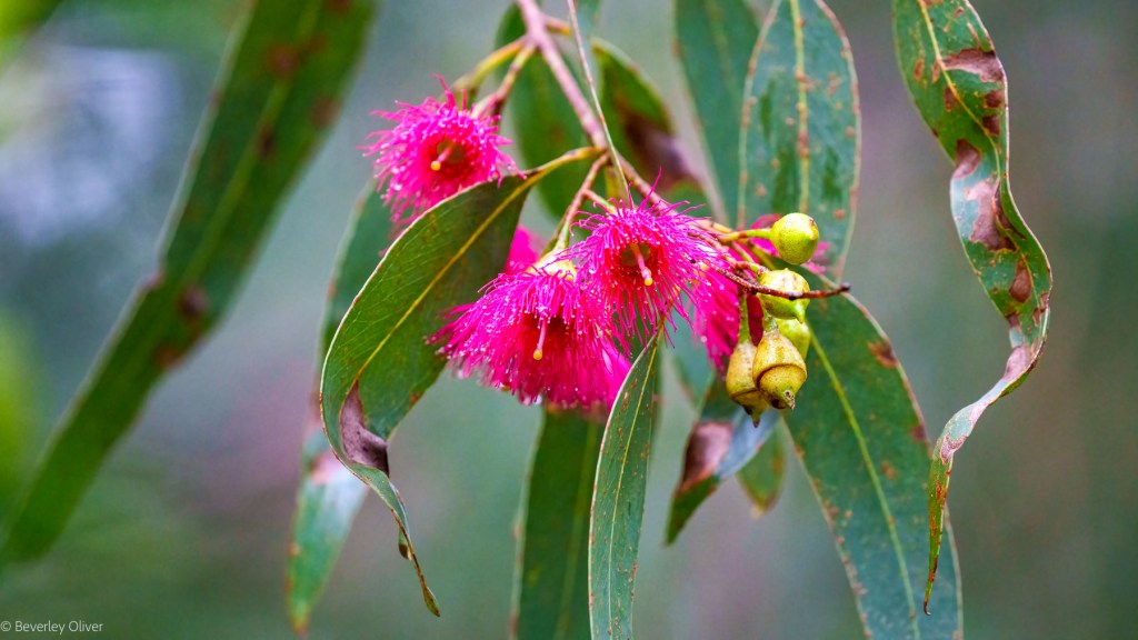 Close-up of pink flowering eucalyptus blossoms with green leaves in a blurred natural background.