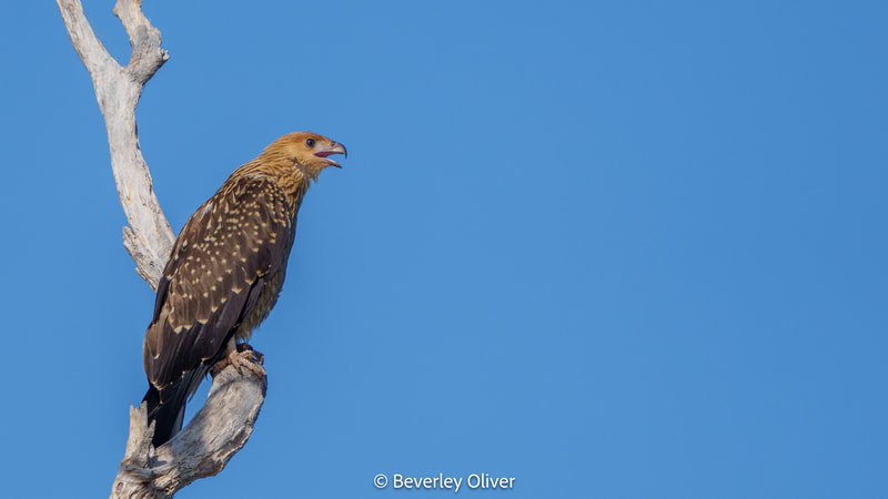 A bird of prey perched on a dry branch against a clear blue sky.