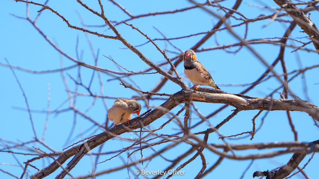 Two birds perched on a bare branch against a clear blue sky.