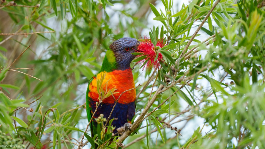 A colorful lorikeet perched on a branch, feeding on a bright red flower amidst green foliage.