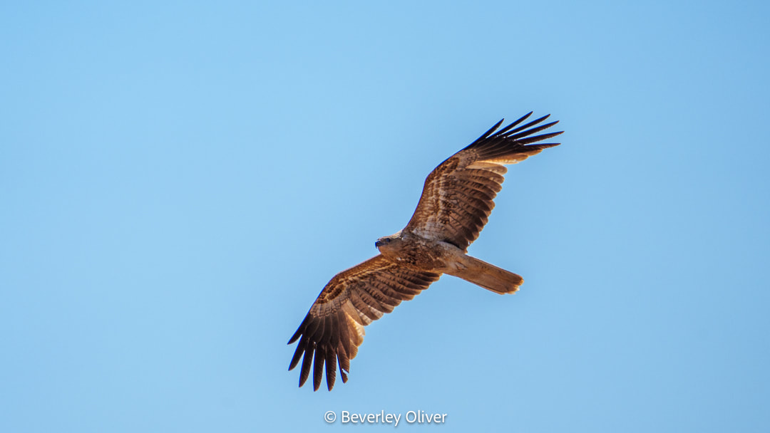 A hawk soaring gracefully in a clear blue sky, showcasing its spread wings.