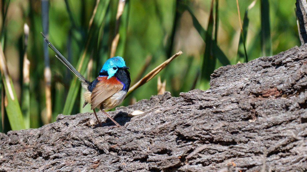 A colorful bird with a bright blue head, black throat, and reddish chest, standing on a textured log with green vegetation in the background.