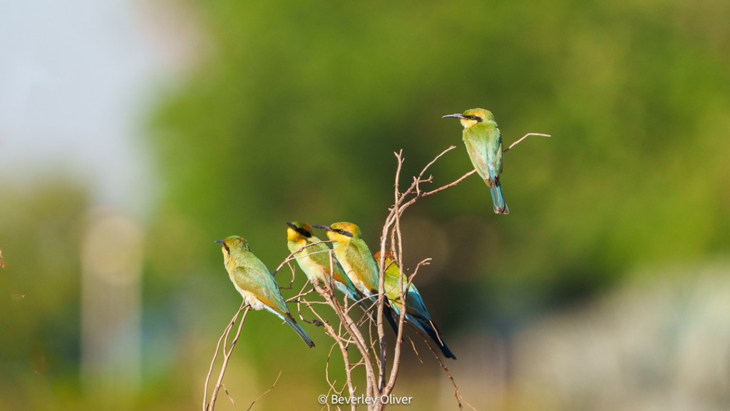 A group of four colorful birds perched on a branch, surrounded by a blurred green background.
