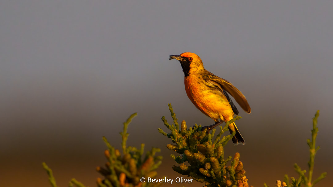 A colorful bird with an orange body and black markings perched on a green shrub against a soft, blurred background.