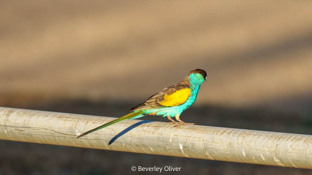 A colorful bird with turquoise and yellow plumage perched on a metal railing, set against a blurred natural background.