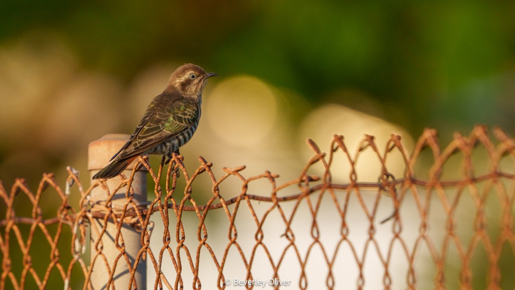 A small bird perched on a rusted wire fence with a blurred natural background.