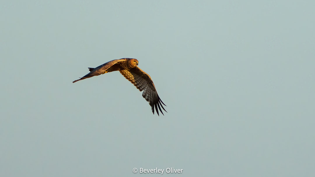 A bird of prey soaring gracefully in the sky against a pale background.