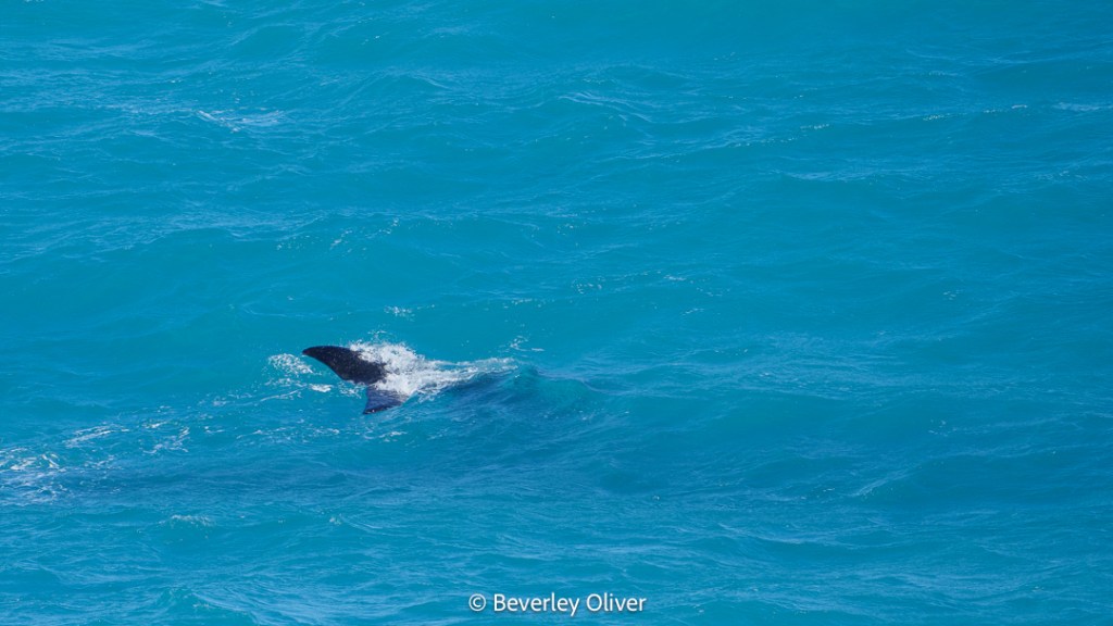 A dolphin's dorsal fin breaking the surface of turquoise water.
