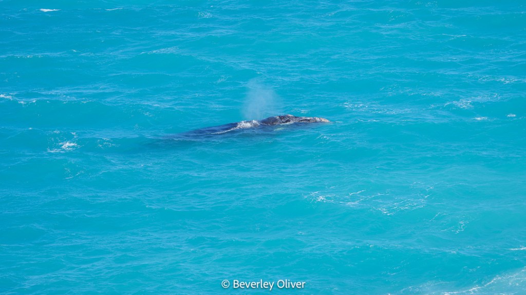 A whale surfacing in turquoise ocean water, exhaling a spray of mist.