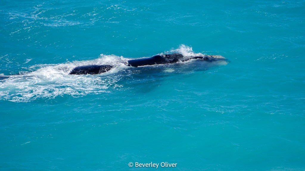 A whale partially submerged in turquoise ocean water, with waves splashing around it.