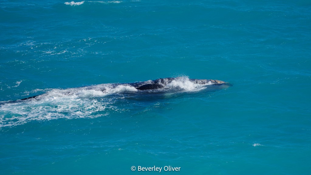 A whale surfacing in turquoise waters with splashes around it.