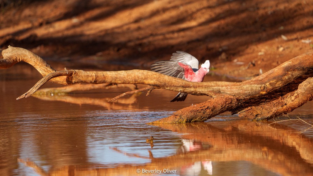 A pink and grey galah bird perched on a wooden branch above a calm water surface, with its wings partially spread and a blurred background of earthy tones.