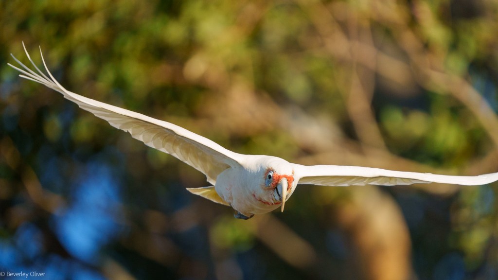 A white bird in flight, showcasing its wide wingspan against a blurred green background.