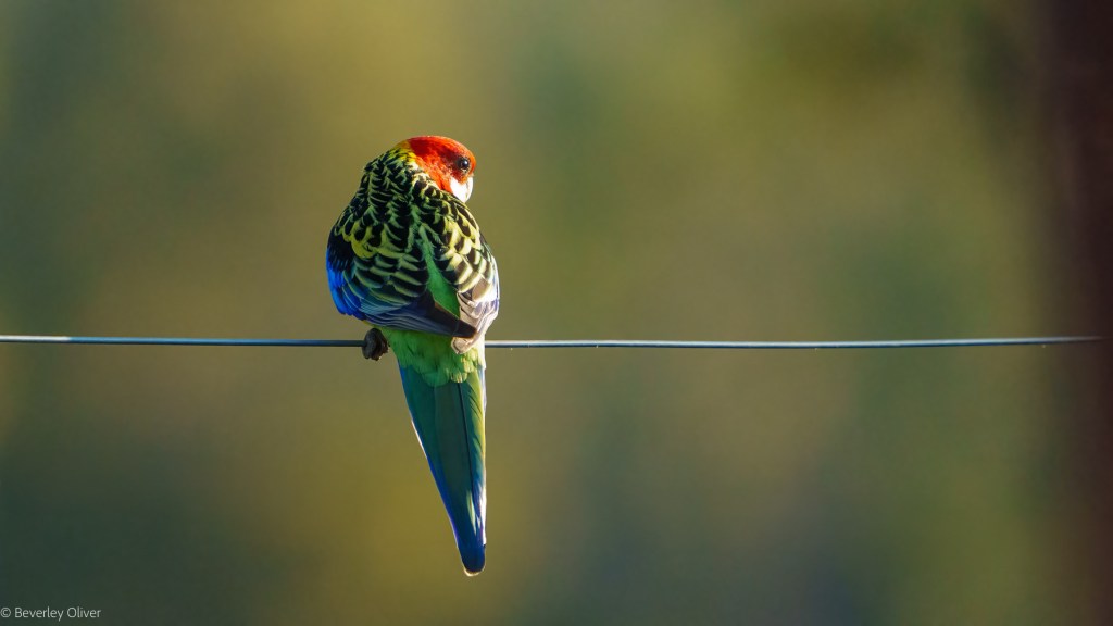 A colorful bird perched on a wire, showcasing a vibrant red head, green and blue plumage, and a blurred natural background.