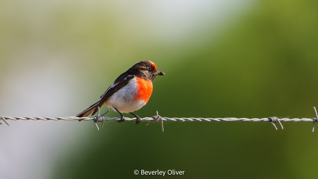 A small bird with a black and orange plumage perched on a barbed wire fence, with a blurred green background.
