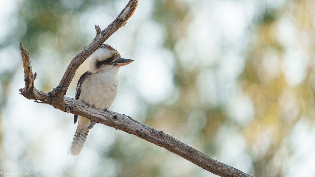 A kookaburra perched on a branch, with a blurred natural background.