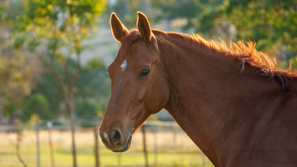 Close-up of a brown horse's head with a soft gaze, set against a blurred natural background.