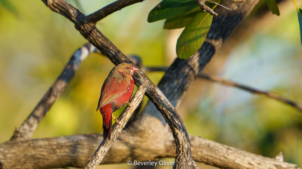 A small bird with reddish plumage perched on a branch surrounded by green foliage.